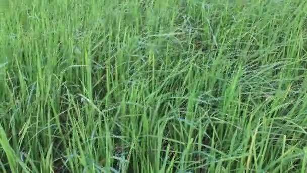 Beautiful rice fields — Stock Video