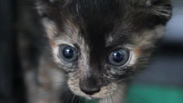 Petit chaton 