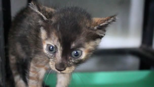 Pequeno gatinho — Vídeo de Stock