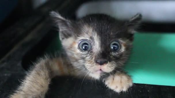 Pequeño gatito — Vídeo de stock