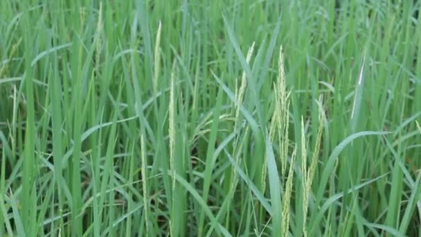 Beautiful rice fields — Stock Video