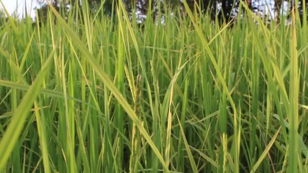 Beautiful rice fields — Stock Video