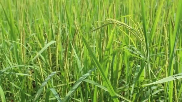 Hermosos campos de arroz — Vídeos de Stock