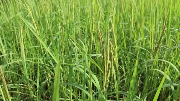 Beautiful rice fields — Stock Video