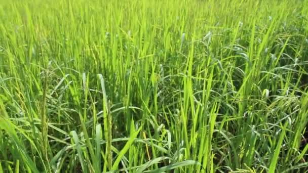 Beautiful rice fields — Stock Video