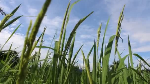 Hermosos campos de arroz — Vídeos de Stock