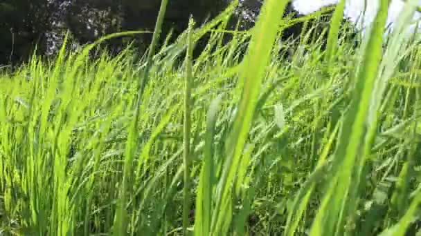 Beautiful rice fields — Stock Video