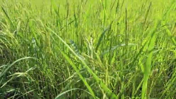 Красивые рисовые поля — стоковое видео