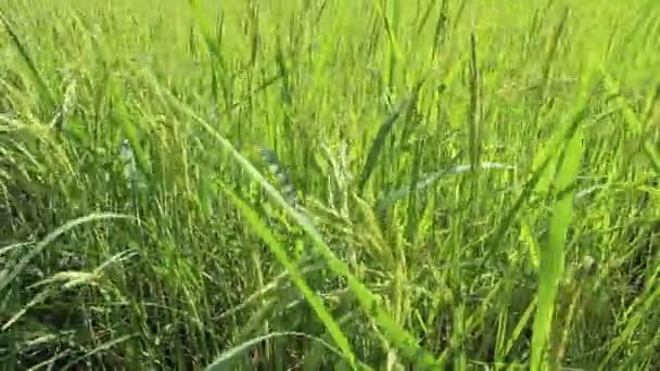 Beautiful rice fields — Stock Video