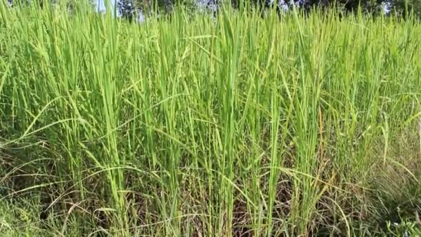 Красивые рисовые поля — стоковое видео