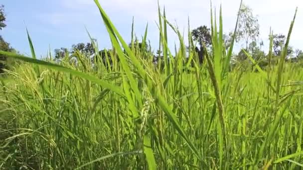 Beautiful rice fields — Stock Video