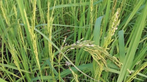 Riz dans les rizières 