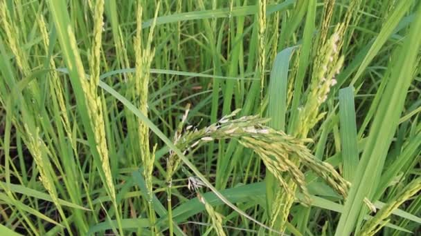 Rice in the rice fields — Stock Video