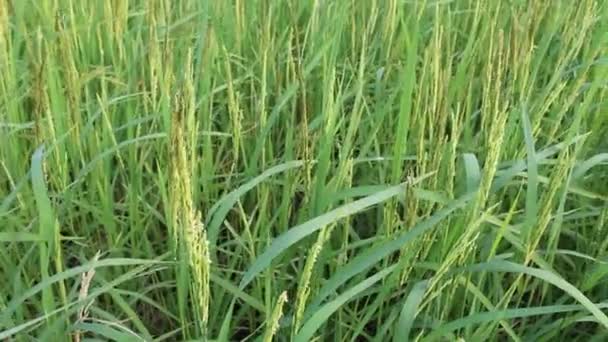 Riz dans les rizières 