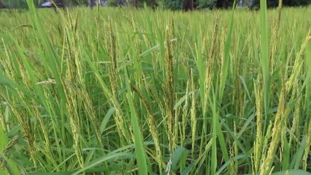 Riz dans les rizières 