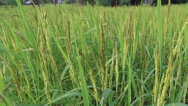 Rice in the rice fields — Stock Video