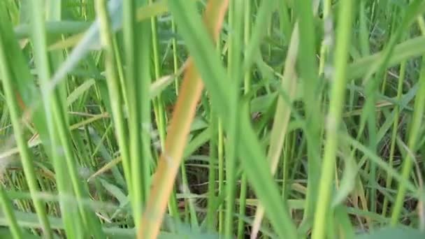 Riz dans les rizières 