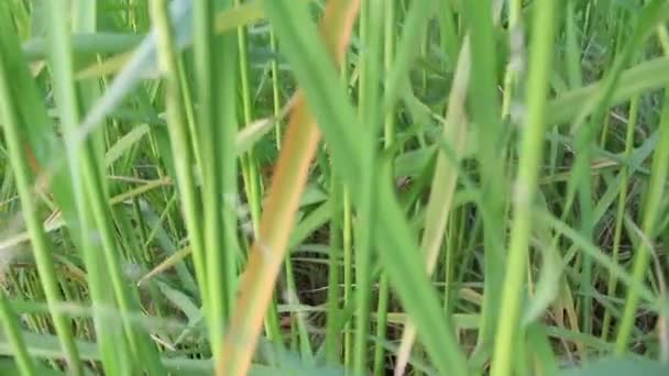 Arroz en los arrozales — Vídeos de Stock