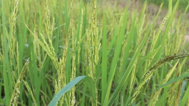Rijst in de rijstvelden — Stockvideo