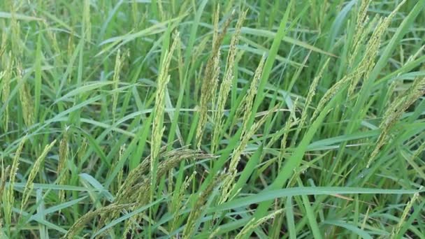 Rice in the rice fields — Stock Video