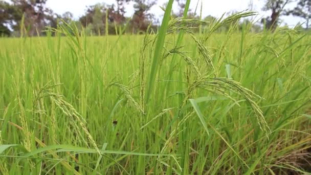 Campo de arroz verde en Tailandia — Vídeos de Stock