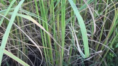 Tayland 'da yeşil pirinç tarlası