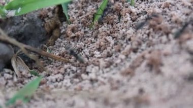 Kırmızı karınca avcı