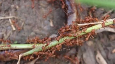 Kırmızı karınca avcı