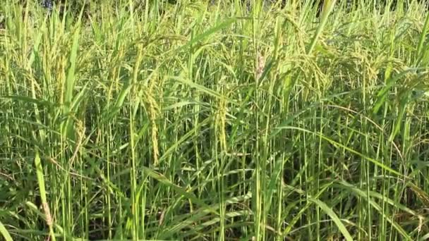 Рис на рисовых полях — стоковое видео