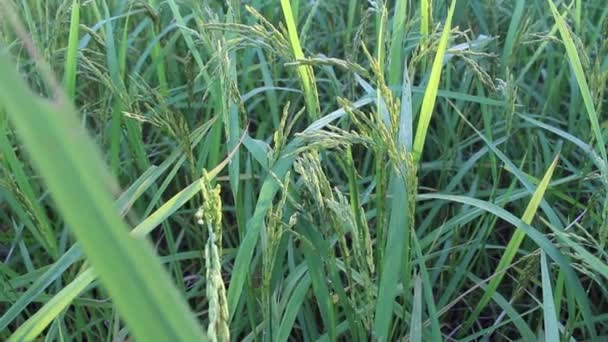 Rice in the rice fields — Stock Video