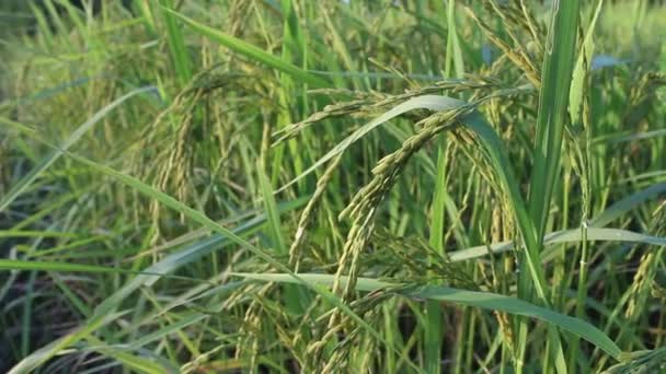 Campo de arroz verde na Tailândia — Vídeo de Stock