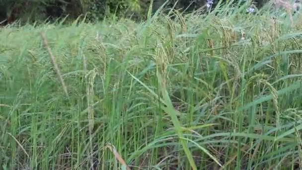 Зелене рисове поле. — стокове відео