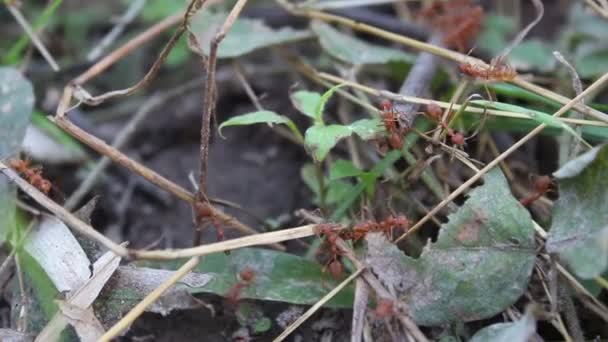 Chasseur de fourmis rouge 