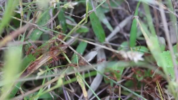Rote Ameisenjäger — Stockvideo