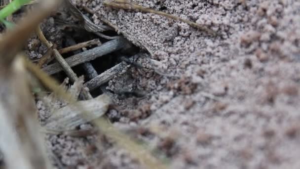 Chasseur de fourmis rouge — Video