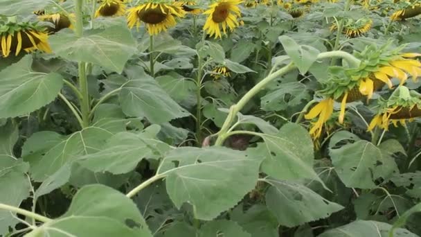Beau paysage avec tournesol 