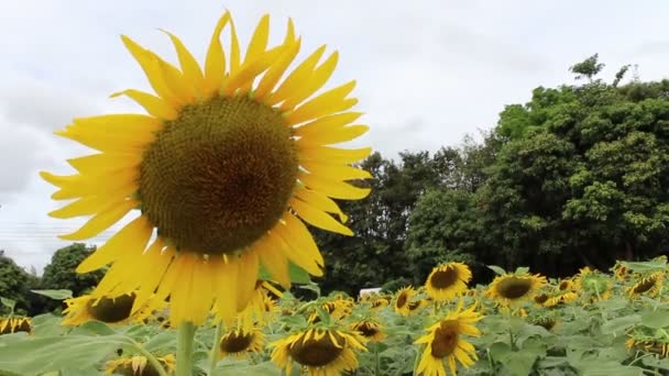 Beautiful landscape with sunflower — Stock Video