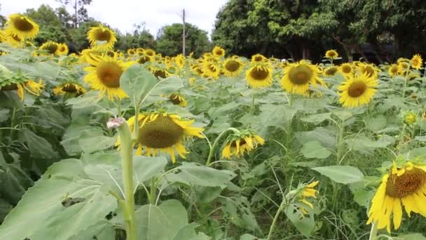 Hermoso paisaje con girasol — Vídeos de Stock