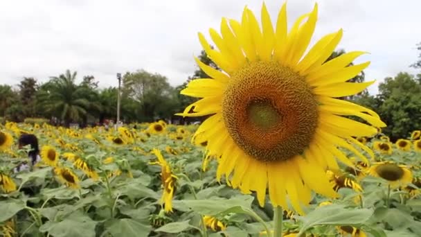Beau paysage avec tournesol 