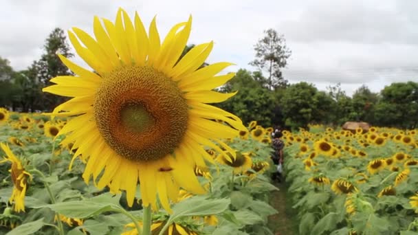 Krásná krajina se slunečnice — Stock video