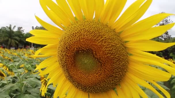 Beautiful landscape with sunflower — Stock Video