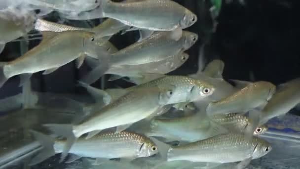 Poissons dans l'eau — Video