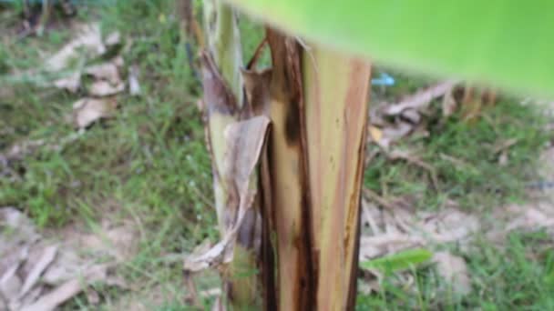 Árbol de plátano — Vídeos de Stock