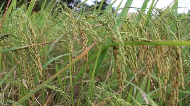 Pirinç çiftlik — Stok video