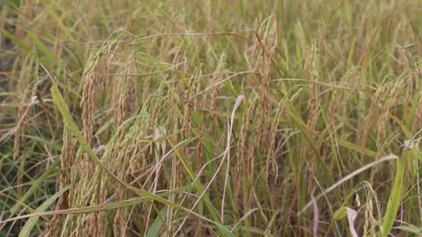 Pirinç çiftlik — Stok video