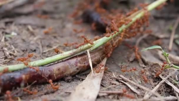 Caçador de formiga vermelha — Vídeo de Stock