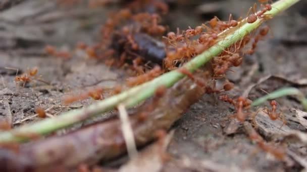 Röd myra hunter — Stockvideo