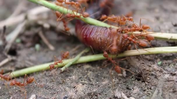 Červený mravenec lovec — Stock video