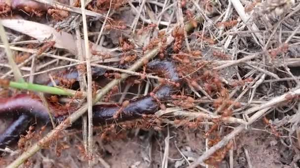 Cazador de hormigas rojo — Vídeo de stock