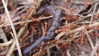 Kırmızı karınca avcı